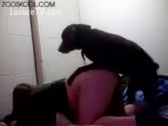 A dog ramrod deep in her moist crack is taken by a big-bottomed dilettante honey.